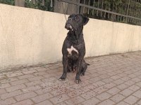 SHOW KALİTEDE CANE CORSO YAVRULAR FCI/KIF A ŞECERE