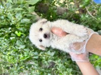 Terrier Yavrularımız Bursa Türkiye Tüm İller