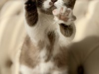 Cinnamon bicolor dişi british shorthair