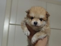 Sahiplendirmeye Hazır Pomeranian Yavruları