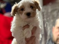 Maltipoo Bebişlerimiz