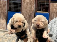 Labrador yavrusu köpekler