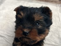 Sağlık Yorki Bebekler