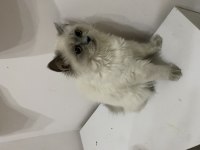 Ücretsiz British longhair