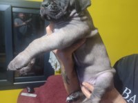 Safkan italyan fawn dişi cane corso