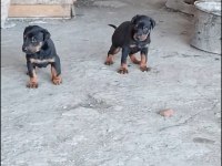 Doberman yavrularımız hazır