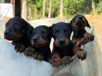 Aşılı Ve Estetikli Yavru Heykel Doberman Köpekler