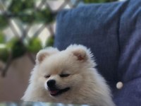 Minyatür pomeranian boo erkek 1 yaş boy 25 cm