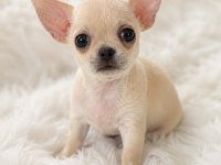 Cep boy WC eğitimli chihuahua