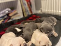 Balıkesir Kaliteli French Bulldog Yavrular