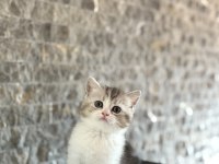 Irk Garantili Brıtısh Shorthair Yavrularım 
