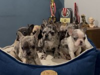 Safkan Egzotik French Bulldog Yavrularımız 45 Günlük