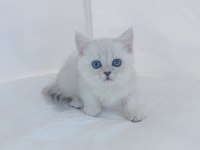 BRİTİSH SHORTHAİR YAVRULARI