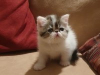 Exotic shorthair minnoşlar