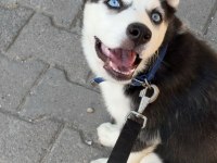 5 aylık husky