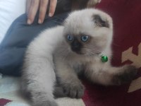 Yavru üç aylık scottish fold