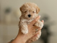 Korean Maltipoo Yavru