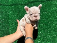 Rope French Bulldog
