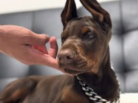 Her Şeyi Tam Kızıl Doberman Yavrular