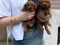 SHOW GÜZELLİKTE TOY POODLE BEBEKLER