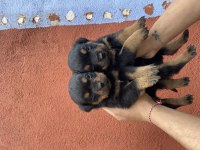 40 günlük koca kafa rottweiler yavrular