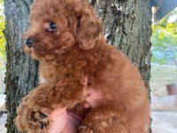 Toy poodle yavru