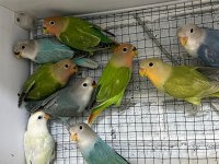 ELE ALIŞTIRMALIK BEBEK SEVDA PAPAĞANLARI