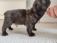 FRENCH BULLDOG YAVRU