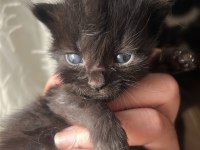 MAİNE COON YAVRU KEDİLER