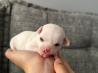 Chihuahua beyaz yavrular