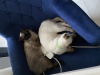 British Shorthair Kedimiz
