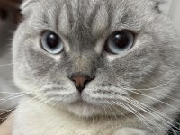Scottish fold yakışıklıya sıcak yuva aranıyor