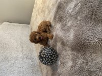 DİŞİ TOY POODLE