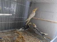 BEBEK SULTAN PAPAĞANLARI