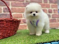 Safkan Pomeranian Boo Yavrularımız