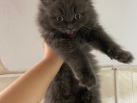 Eğitimli erkek british longhair yavrumuz