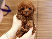 KAPIDA ÖDEMELİ TOY POODLE BEBEKLERİM