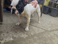 Dişi Bir Yaşında French Bulldog Yeni Yuvasını Aramakta