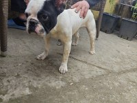 Dişi bir yaşında french bulldog yeni yuvasını aramakta