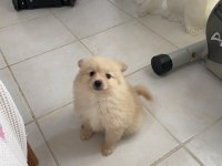 ERKEK POMERANİAN BEBEK
