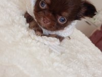 Safkan bir kız chihuahua