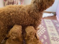 RED BROWN TOY POODLE YAVRU