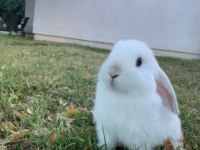 Lop Tavşanlar Gün İçi Gönderim Mevcut