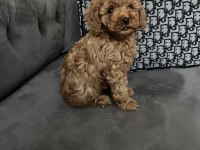 2 aylık red toy poodle