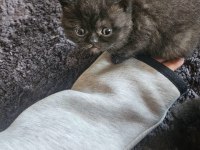 Tüy yumağı scottish fold bebeklere yuva