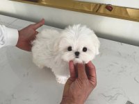 Korenin Güzeli Mikro Boy Maltese Lily