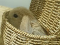 Mini lop tavşanı bebekler