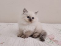 Saf kan british longhair