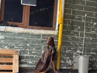 Acil sahiplendirme doberman 5 aylık