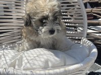 Bebek terrier köpeği